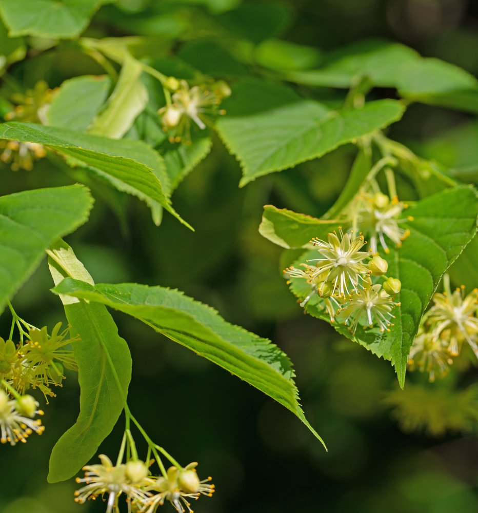 Lipa szerokolistna FASTIGIATA - 2