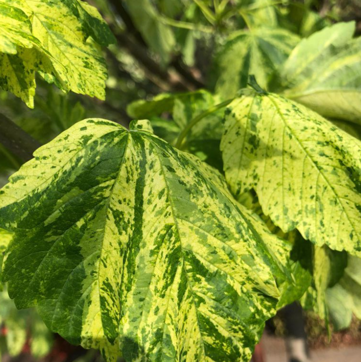 Klon jawor LEOPOLDII - 2