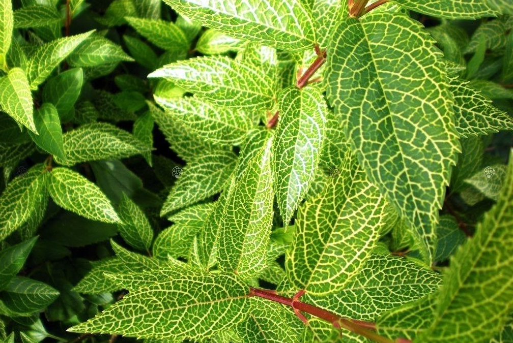 Forsycja koreańska KUMSON - 2