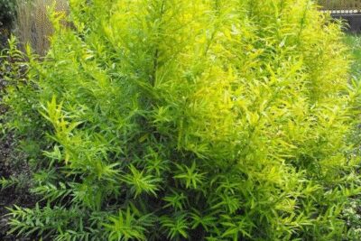Wierzba sachalińska GOLDENSUNSHINE