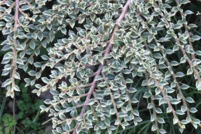 Irga purpurowa VARIEGATUS