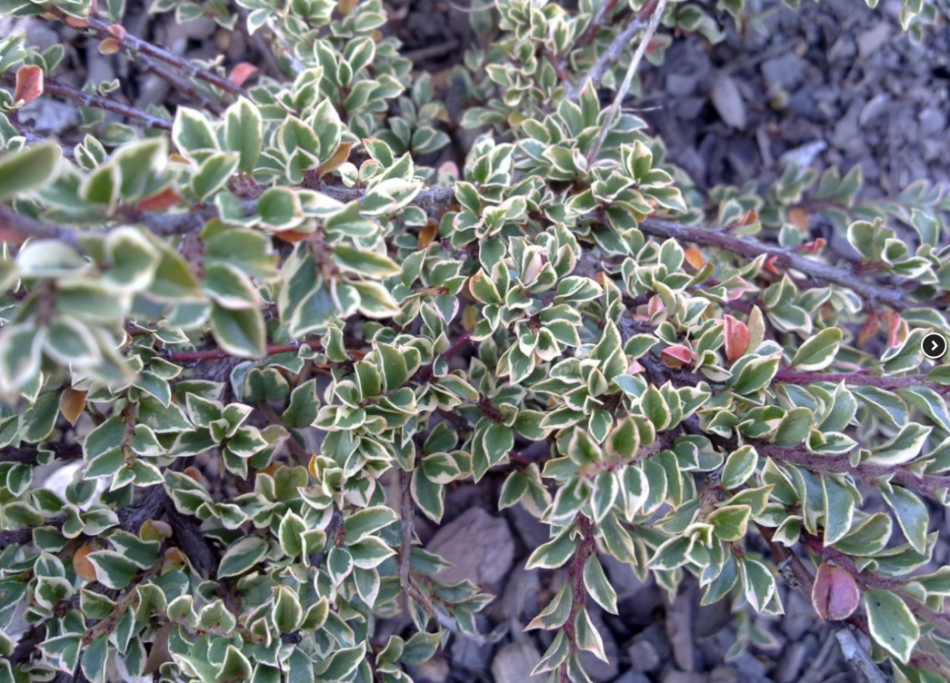 Irga purpurowa VARIEGATUS - 2