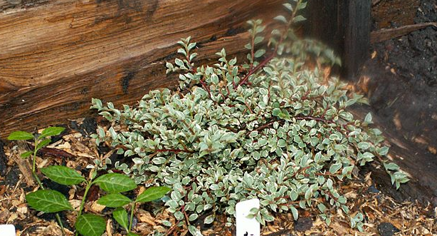 Irga purpurowa VARIEGATUS - 3