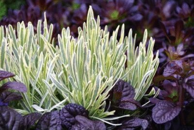 Lawenda PLATINUM BLONDE