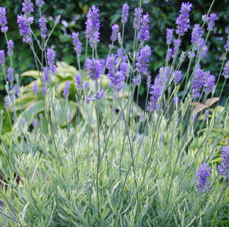 Lawenda PLATINUM BLONDE - 2