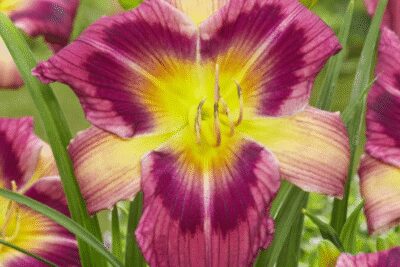 Liliowiec MAGIC DANCER