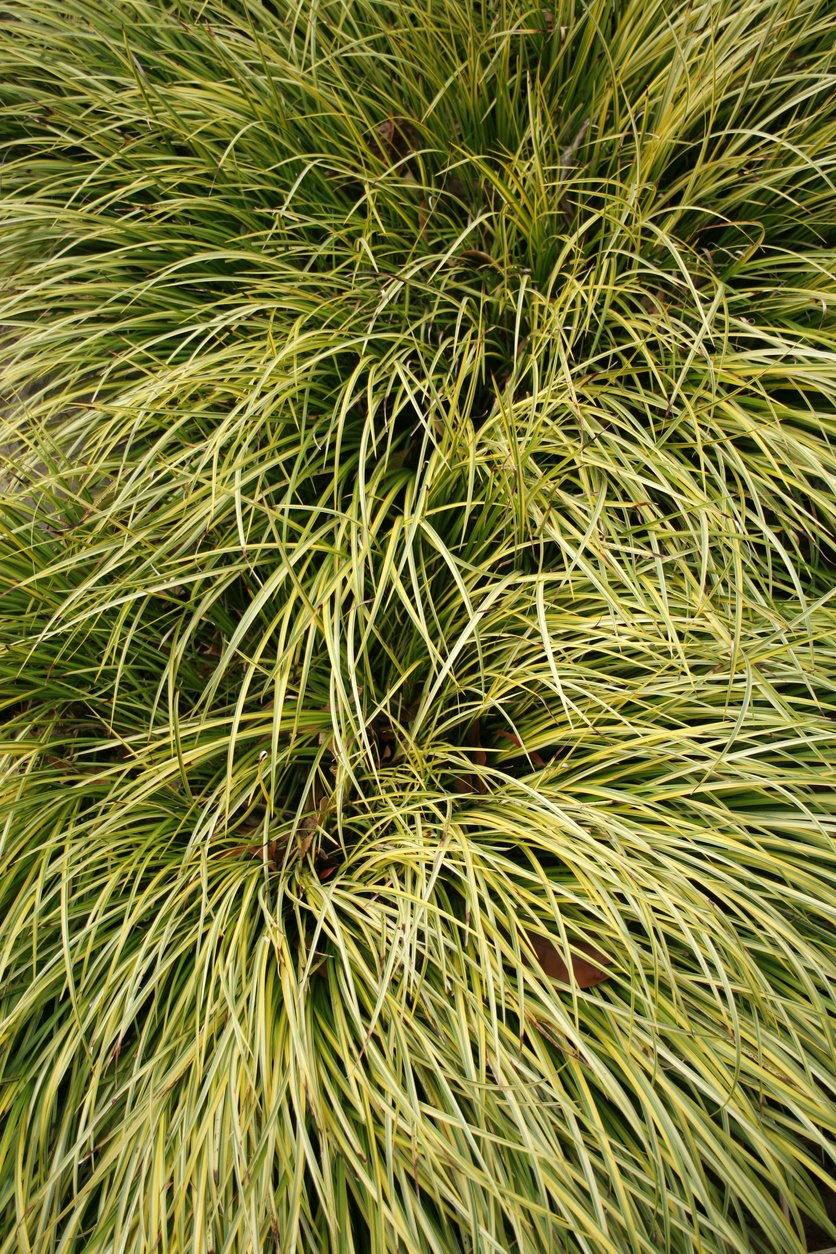 Turzyca Morrowa AUREOVARIEGATA 30cm doniczka - 2