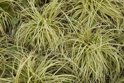 Turzyca Morrowa AUREOVARIEGATA