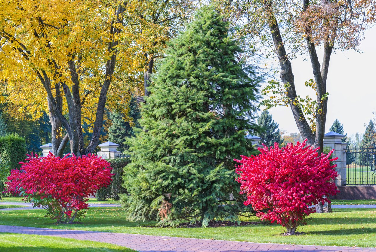 Trzmielina oskrzydlona COMPACTUS - 6