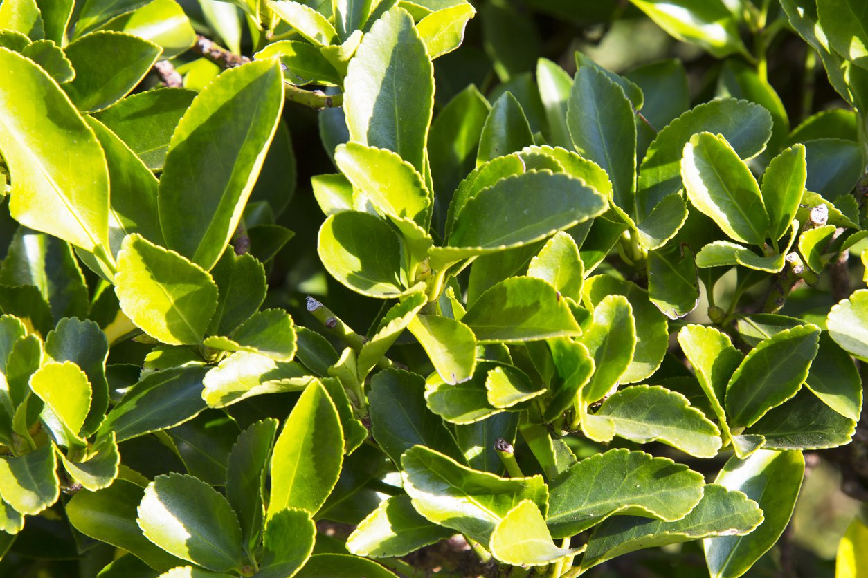 TRZMIELINA COLORATUS - 3