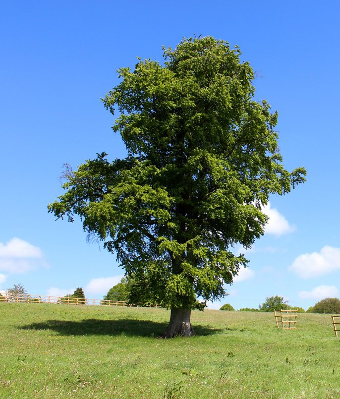 Buk pospolity NA ŻYWOPŁOT - 2