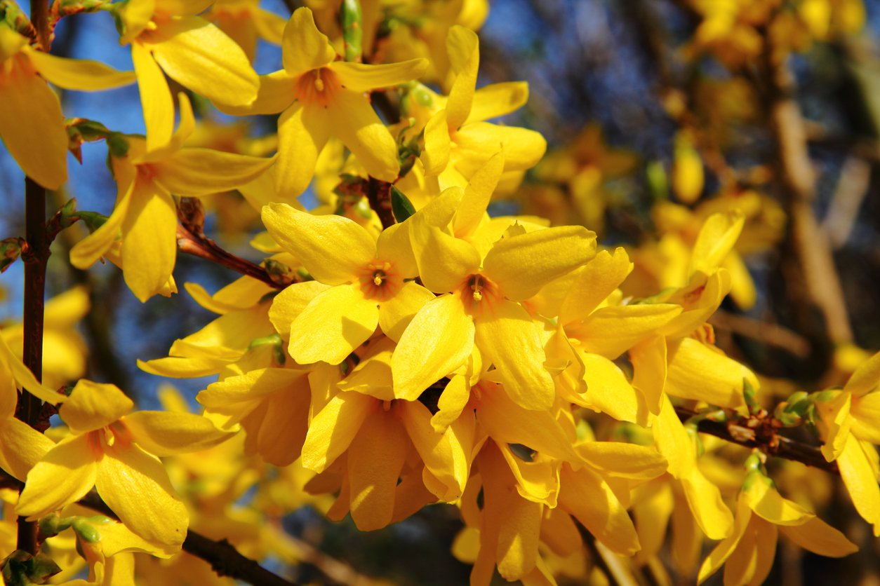 Forsycja LYNWOOD GOLD - 2