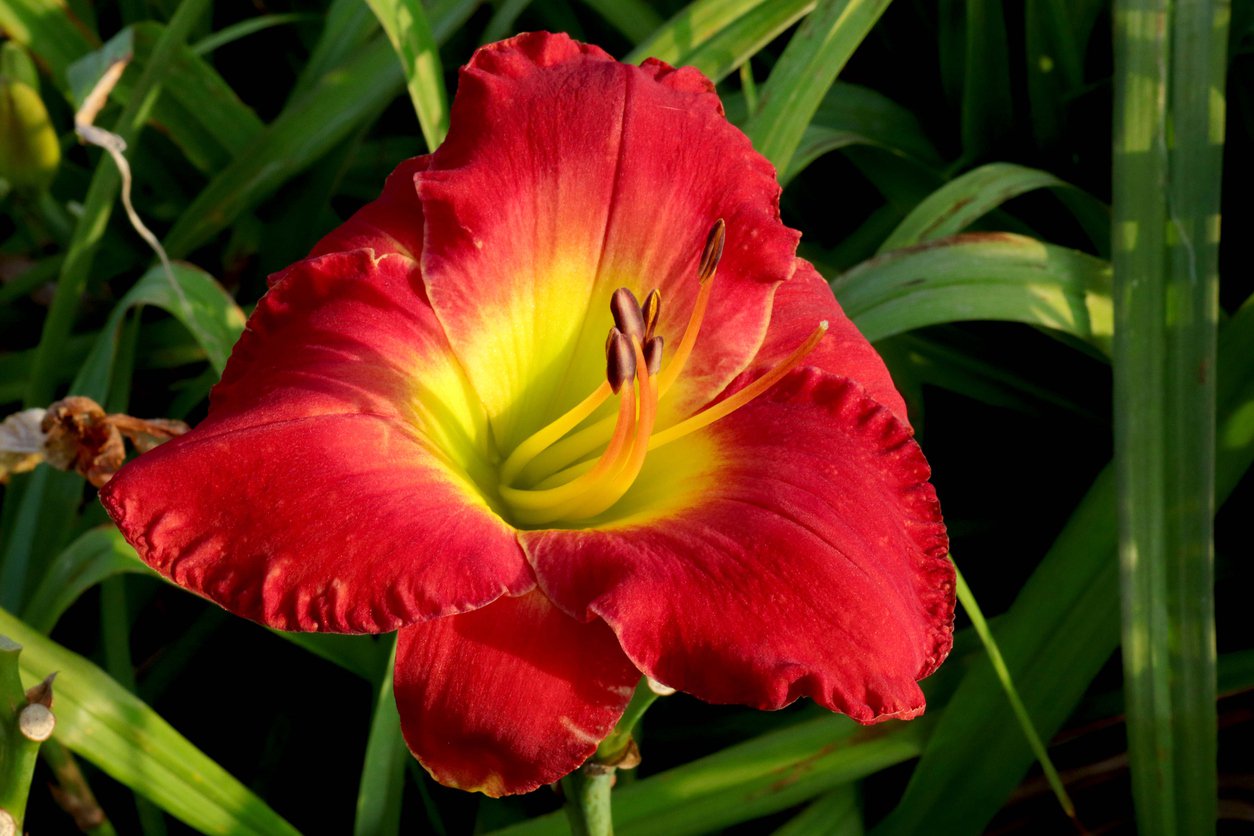 Liliowiec AMADEUS - 2