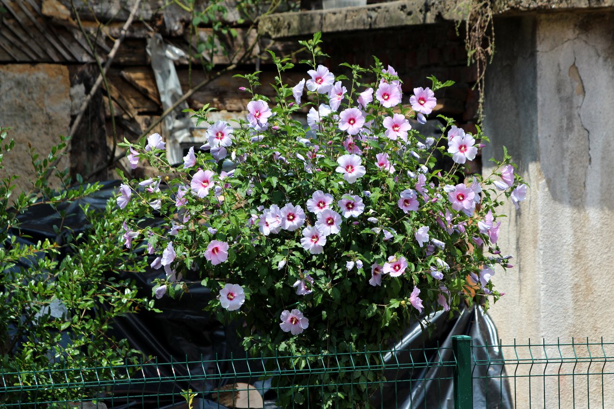HIBISKUS RED HEART na PNIU - 2