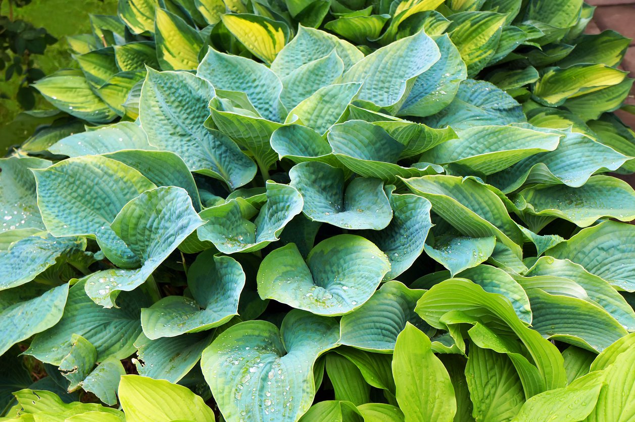 Funkia Hosta BLUE MAMMOTH - 3