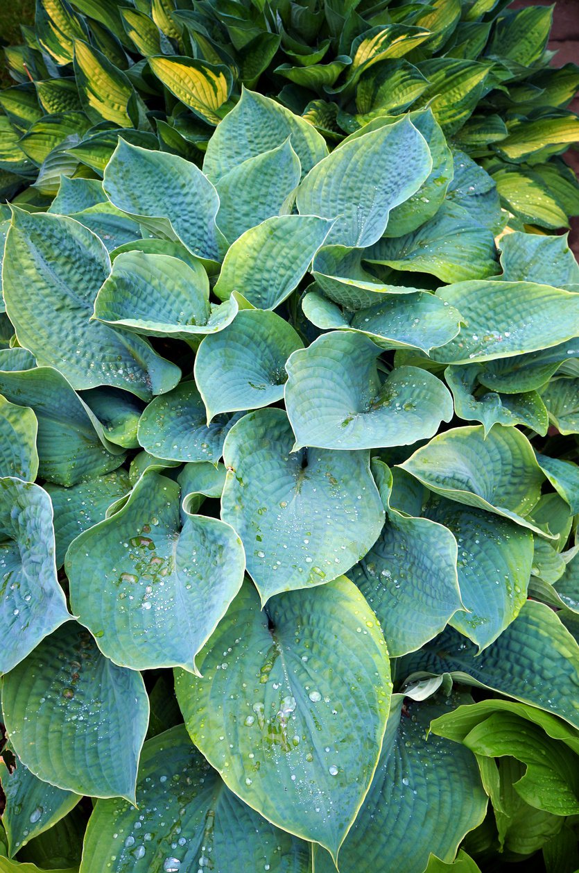 Funkia Hosta BLUE MAMMOTH - 4