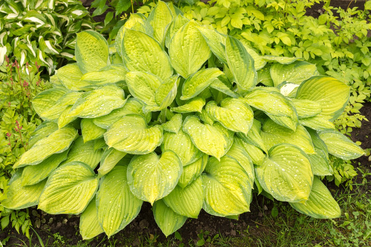 Funkia Hosta STAINED GLASS - 2