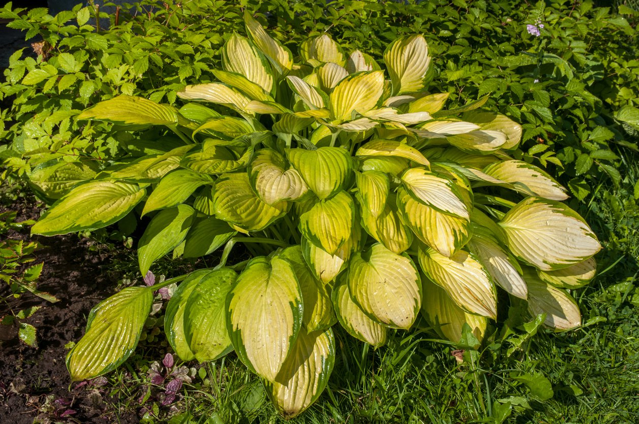 Funkia Hosta STAINED GLASS - 3