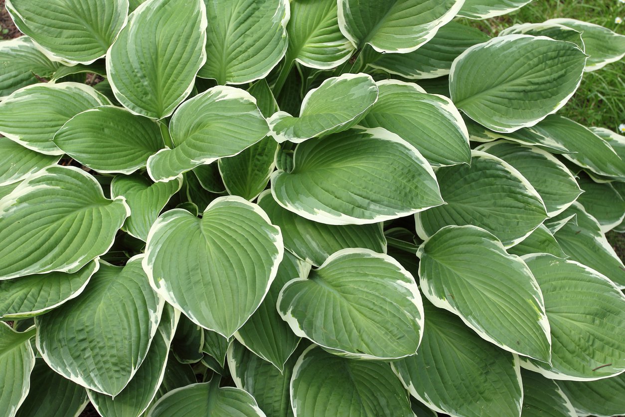 Funkia Hosta WINTER SNOW - 2