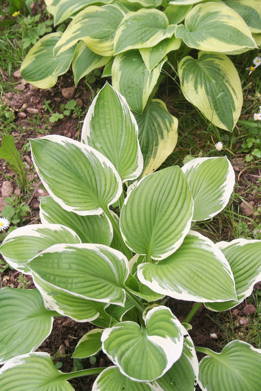Funkia Hosta WINTER SNOW - 3