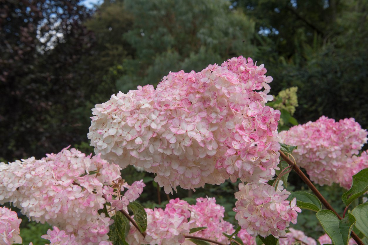 Hortensja bukietowa CANDLELIGHT - 2