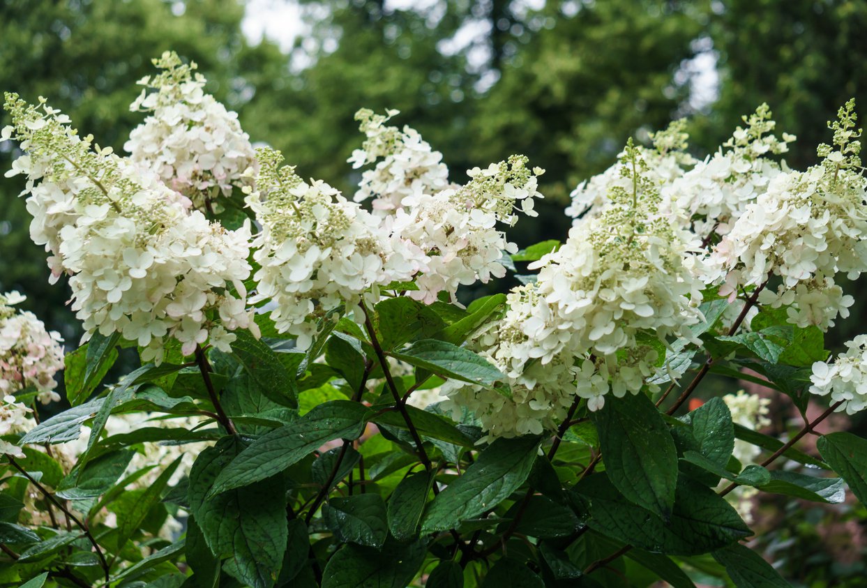 Hortensja bukietowa KYUSHU - 3