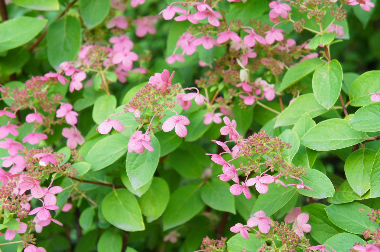 Hortensja MAGICAL FLAME - 3