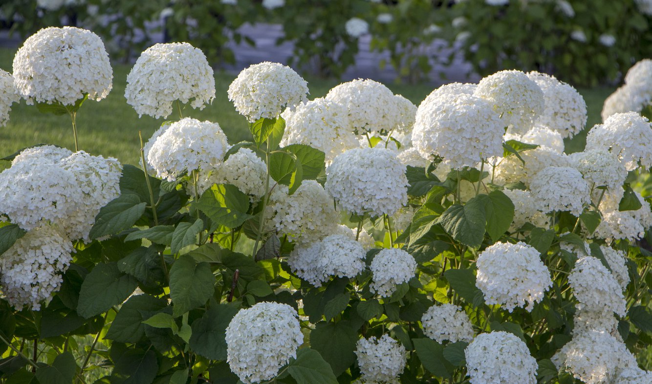 Hortensja bukietowa POLAR BEAR - 2