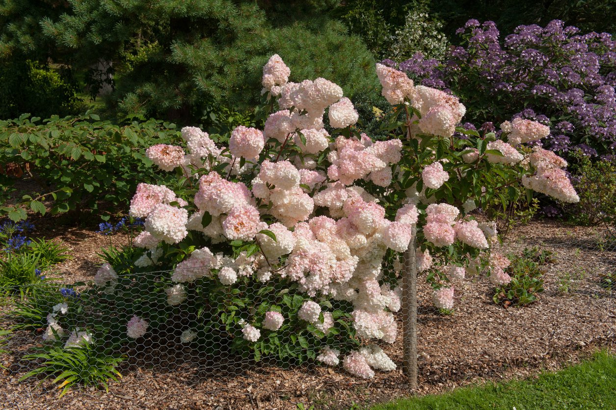 Hortensja bukietowa VANILLE FRAISE - 3