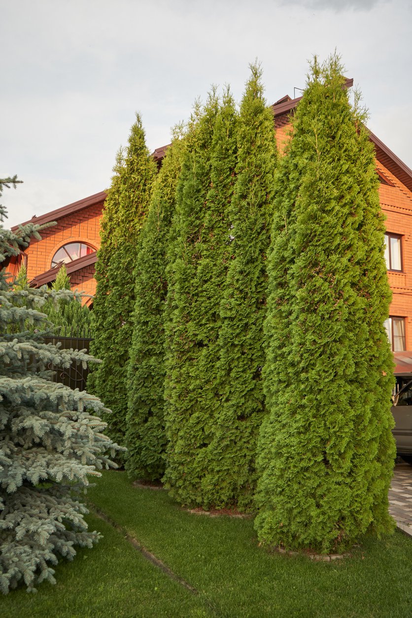 JAŁOWIEC POSPOLITY GOLD CONE - 3