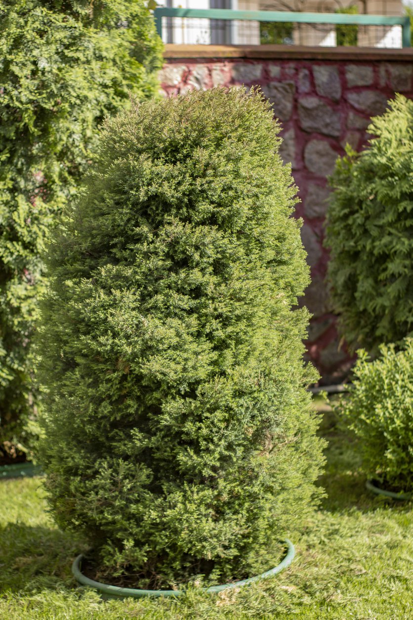 JAŁOWIEC POSPOLITY GOLD CONE - 2