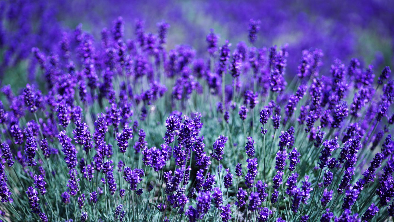 Lawenda wąskolistna DWARF BLUE - 2