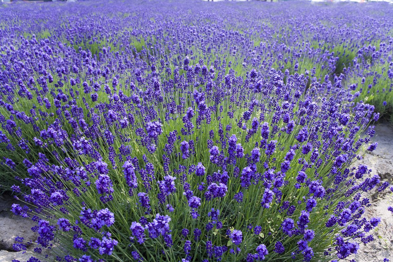 Lawenda wąskolistna DWARF BLUE - 3