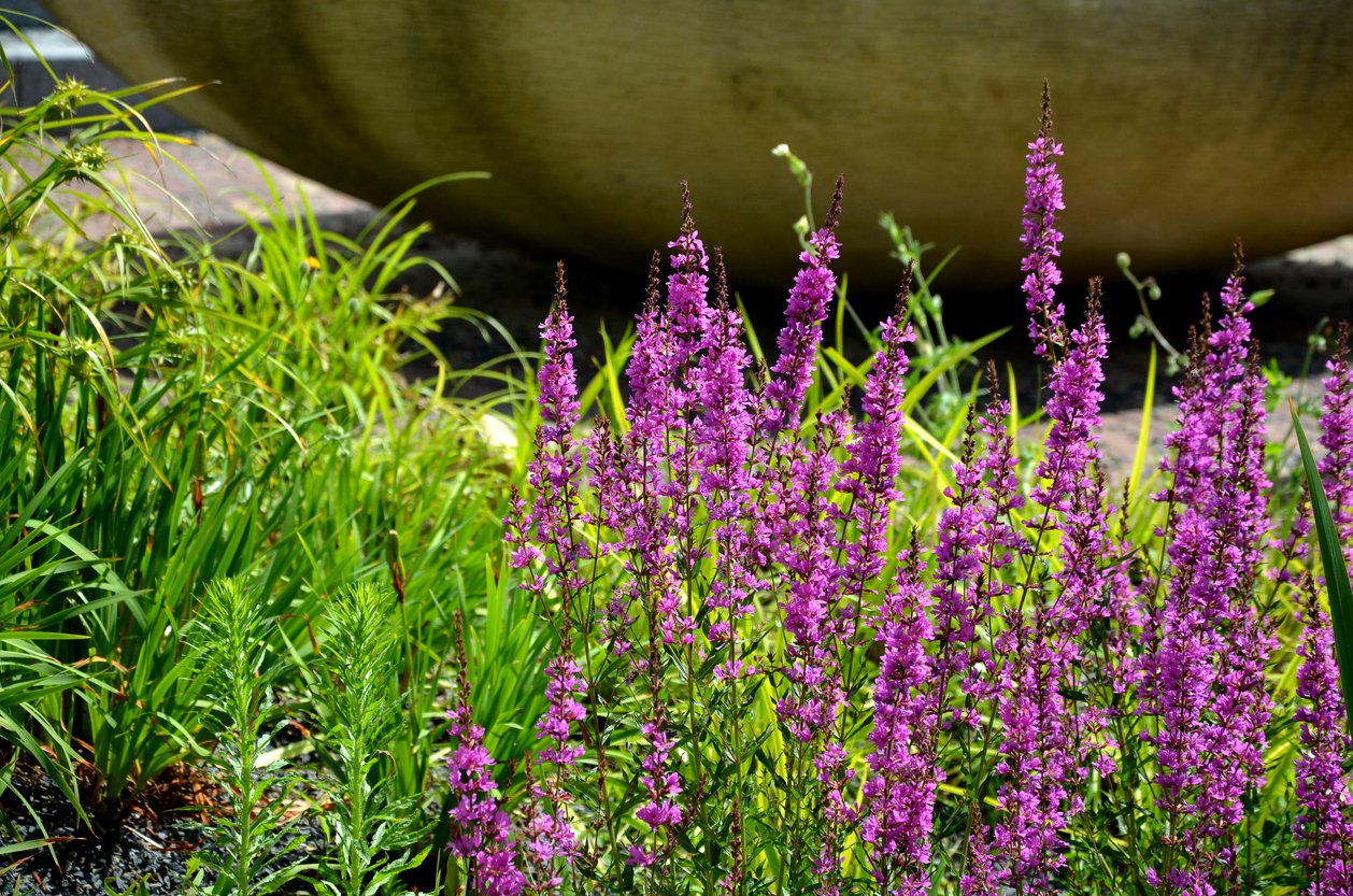 Krwawnica pospolita ROBIN - 3