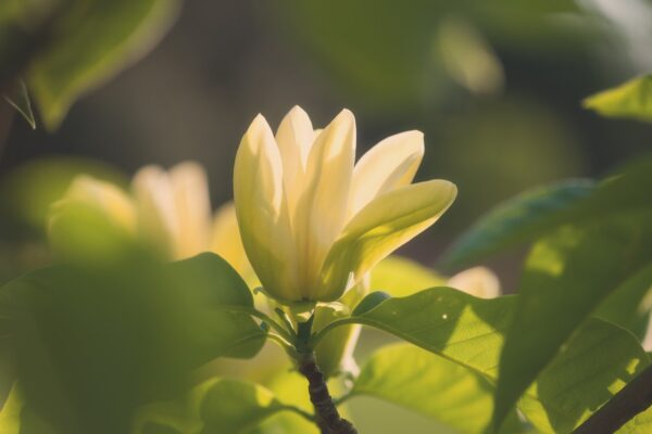 Magnolia YELLOW LANTERN - 3