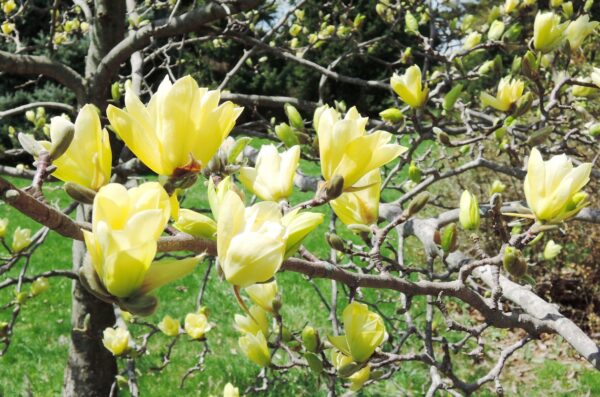 Magnolia YELLOW LANTERN - 2