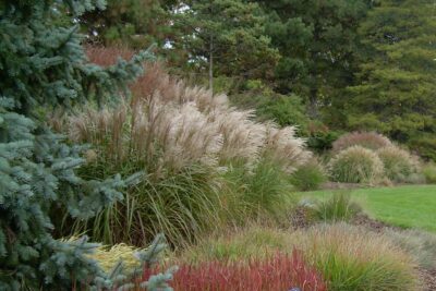 Miskant chiński KLEINE FONTANE