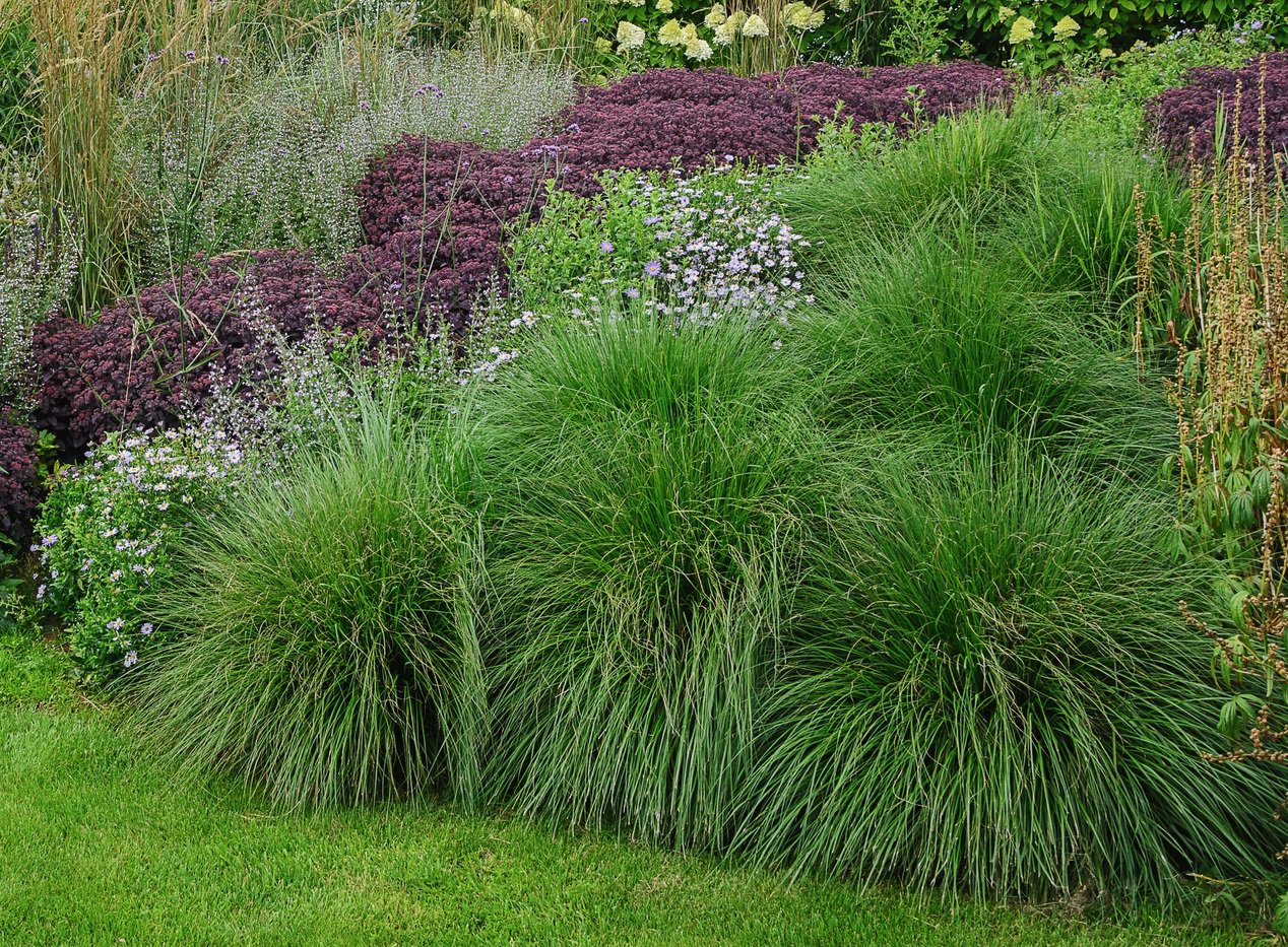 Miskant chiński KRATER - 3