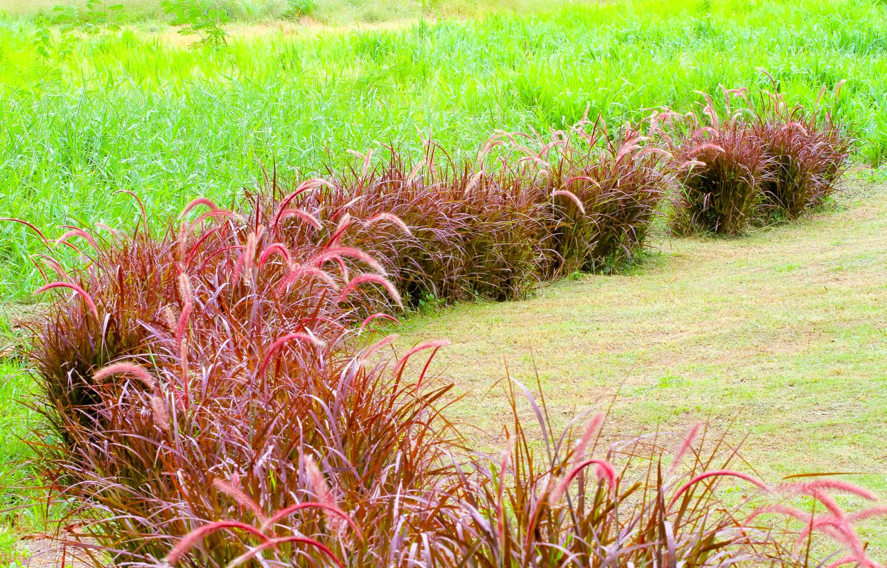 TRAWA MISKANT CHIŃSKI RED CHIEF - 2