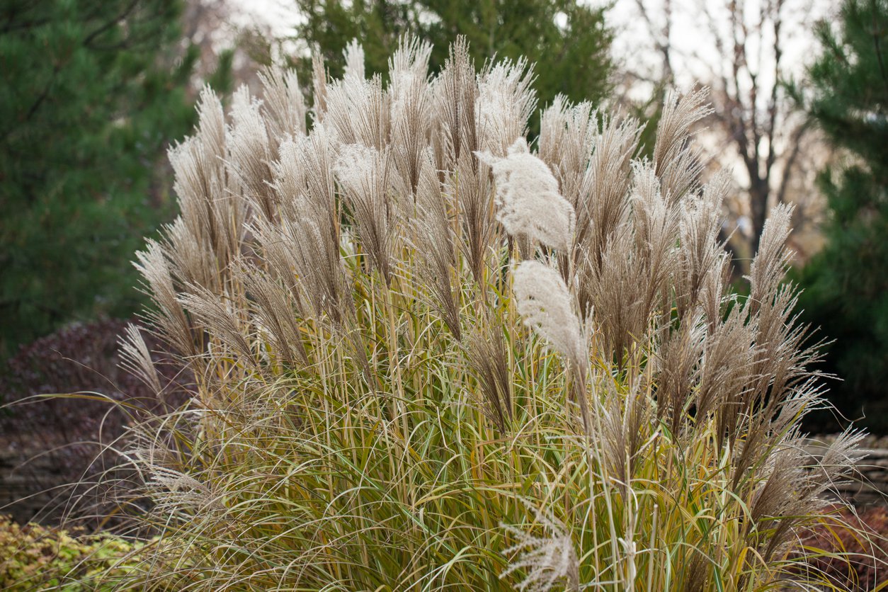 Miskant chiński KLEINE SILBERSPINNE - 2