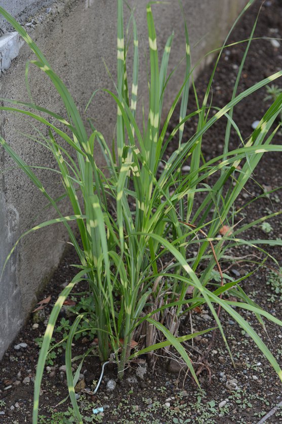 Miskant chiński Strictus Dwarf - 2