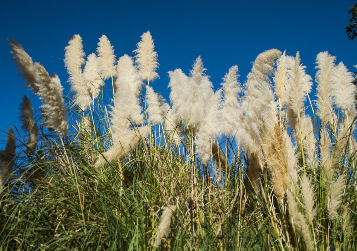 Trawa ozdobna PROSO SQUAW - 3