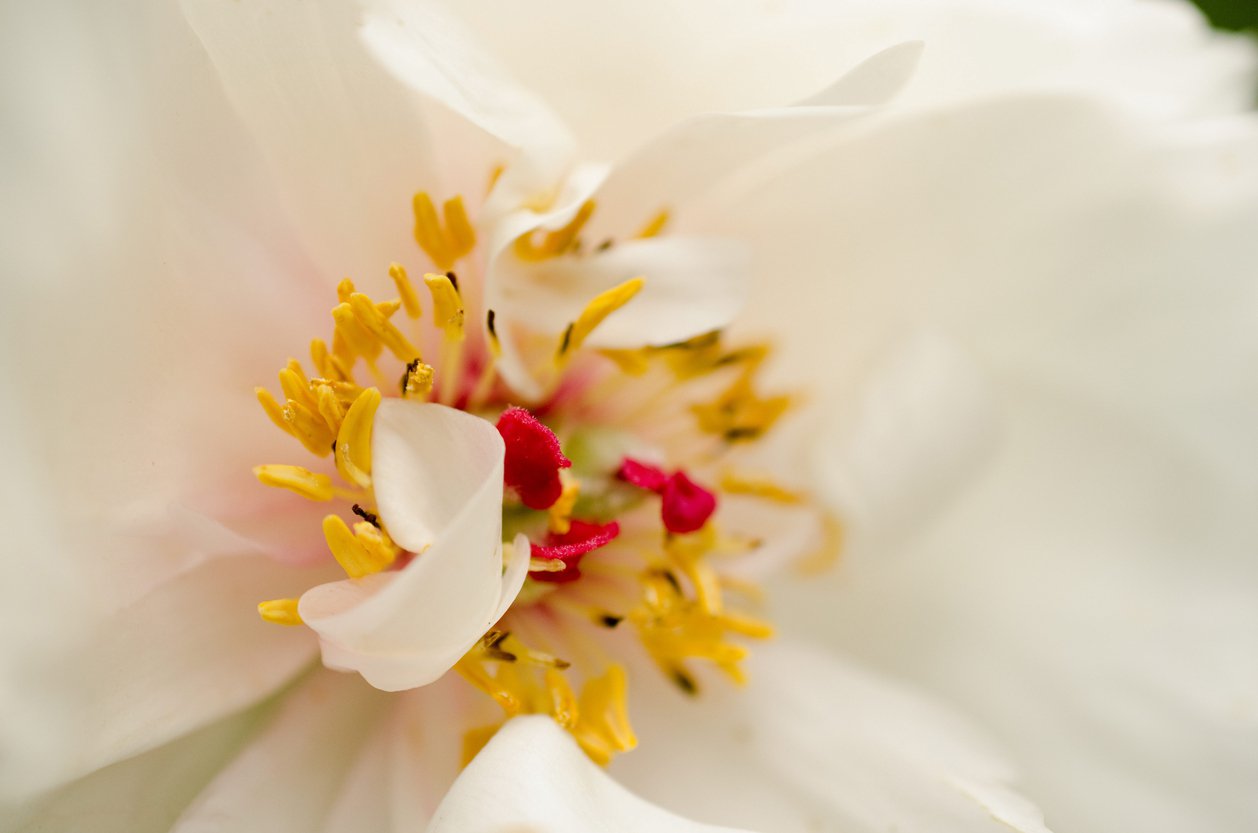 Jaśminowiec BELLE ETOILE - 3