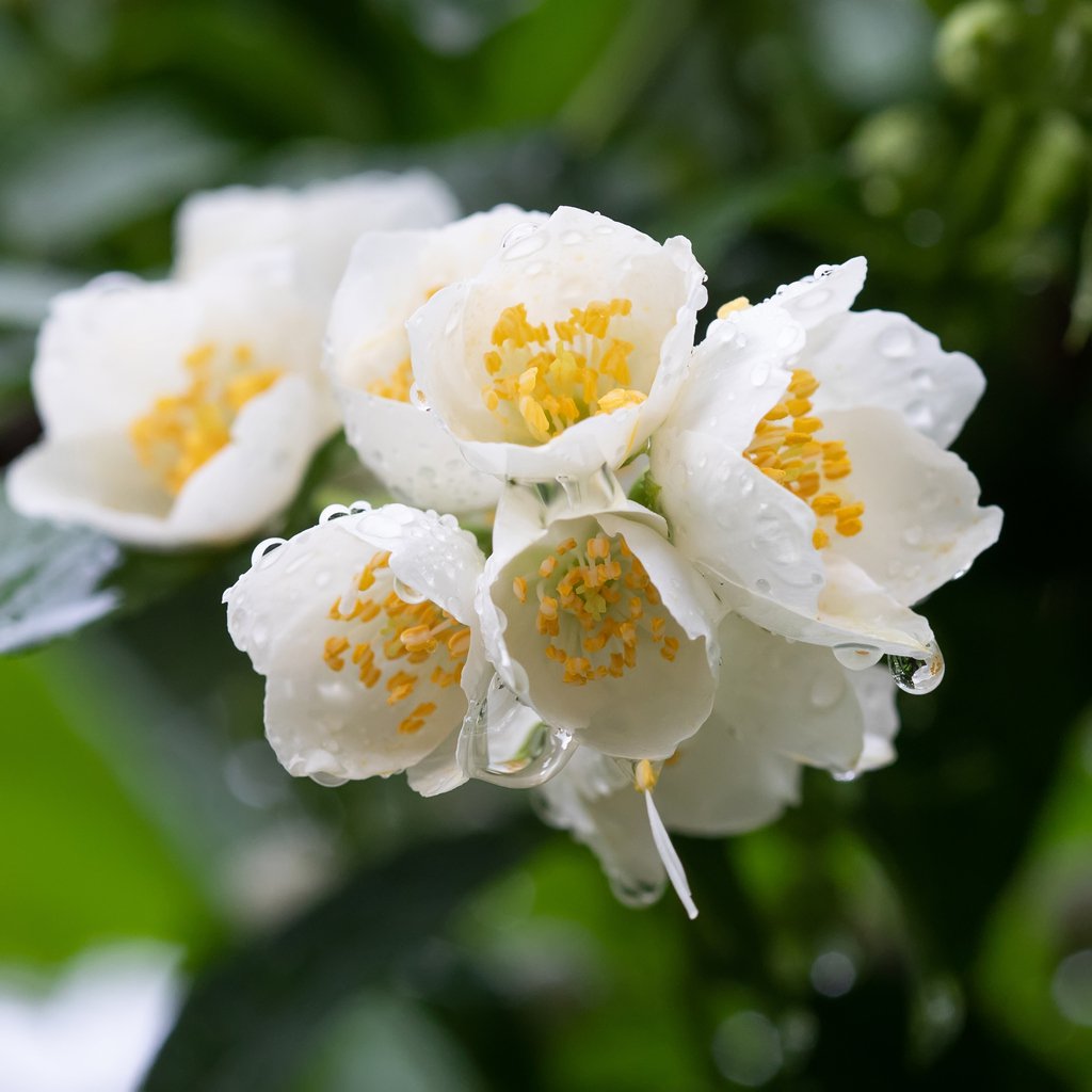 Jaśminowiec SNOWBELLE - 3