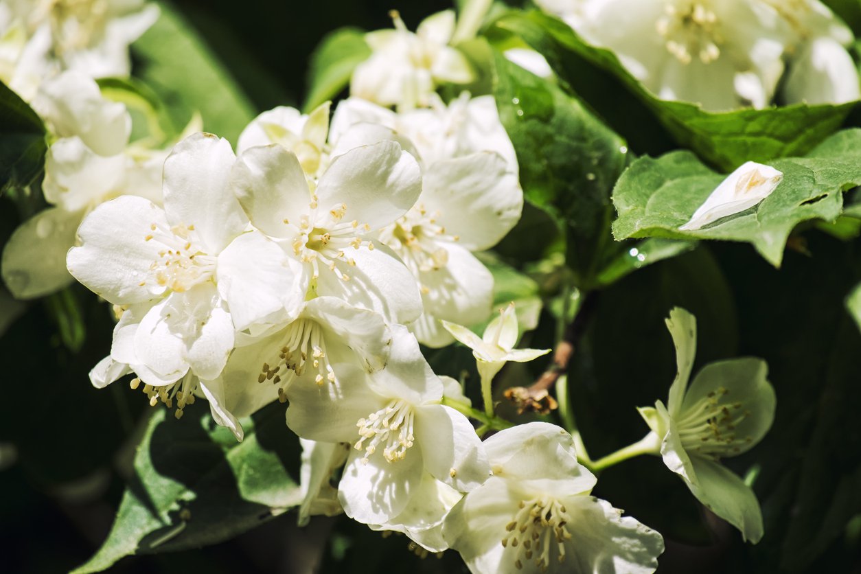 JAŚMINOWIEC VIRGINAL - 3