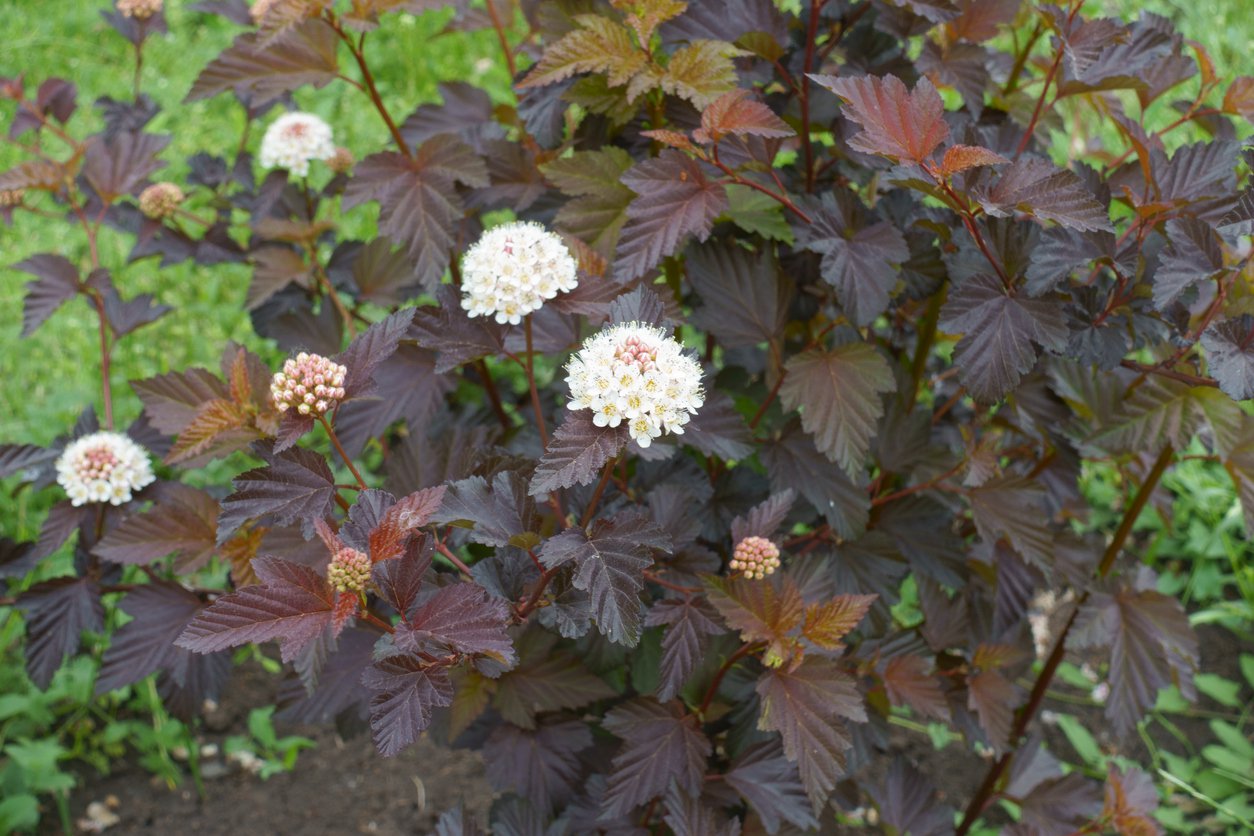 Pęcherznica kalinolistna LITTLE ANGEL - 2