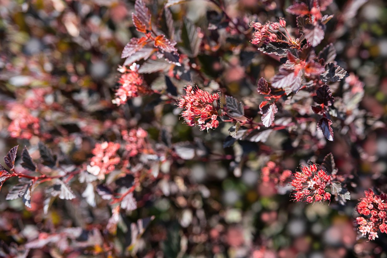 Pęcherznica kalinolistna LITTLE ANGEL - 3