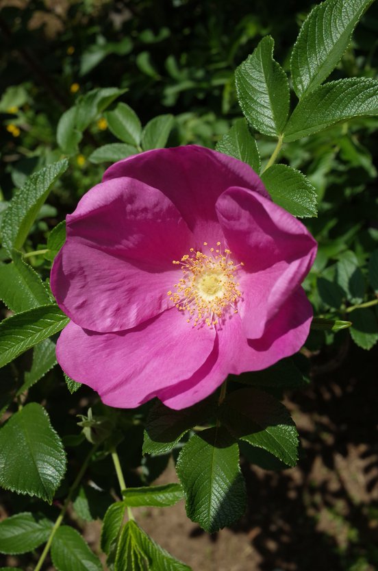 Róza Rosa rugosa HANSA - 2