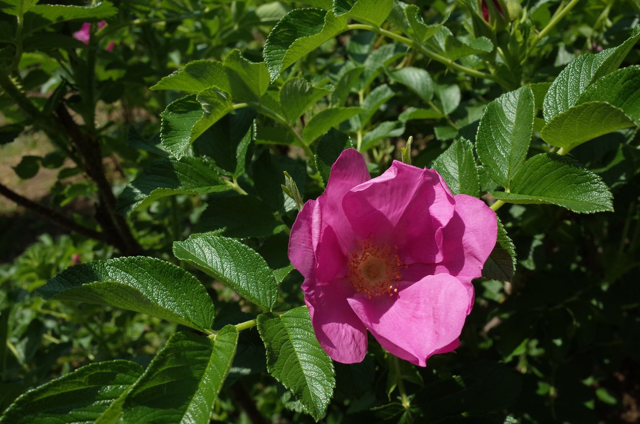 Róza Rosa rugosa HANSA - 3