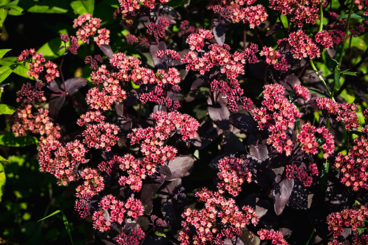 ROZCHODNIK okazały CARL - 2